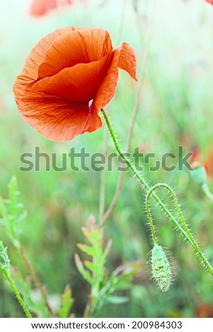 red poppy flower in grass meadow. Papaver rhoeas is the symbol of remembrance day and flanders fields. These poppies are red spring flowers
