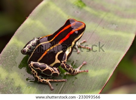 amazon poison frog from rain forest in Peru. Ranitomeya uakarii Tropical amphibian with bright red lines.
