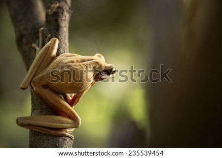 tree frog ready to jump into the Amazon rain forest of Peru. Hypsiboas lanciformis a tropical amphibian of the rainforest