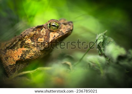 toad in the Amazon rain forest. Small frog Rhinella typhonius in the tropical rain forest. Amphibian species lives in the rainforest of Peru Bolivia, Brazil Ecuador, Colombia