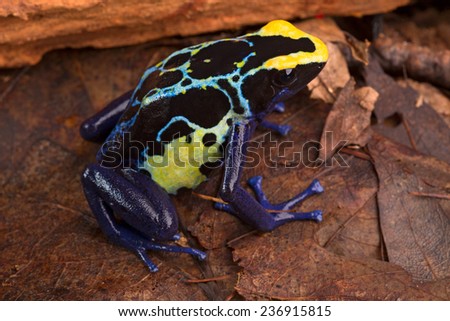 poison dart frog, Dendrobates tinctorius from the Amazon rain forest near the border of Suriname and Brazil. beuatiful macro of exotic amphibian