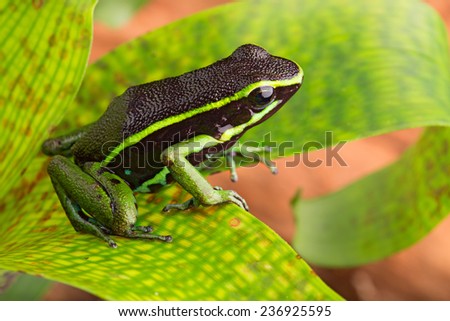 striped poison dart frog Ameerega or epipedobates trivittatus from the Amazon rain forest of Brazil Peru Ecuador