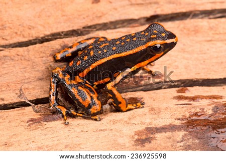poison arrow frog Ameerega trivittatus a tropical amphibian fromthe Amazon jungle