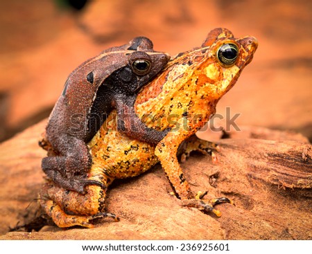 mating tropical toads Rhinella typhonius a small amphibian of the tropical amazon rain forest of Brazil Peru, Bolivia, Ecuador
