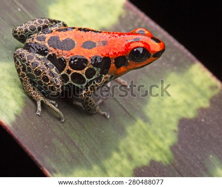 red poison dart frog, Ranitomeya reticulata, small cute rain forest animal from the amazon jungle of Peru