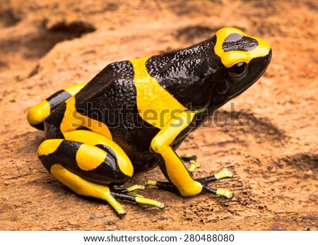 yellow banded poison dart frog, Dendrobates leucomelas from the Amazon rain forest of Venezuela. Beautiful poisonous exotic animal from the tropical jungle