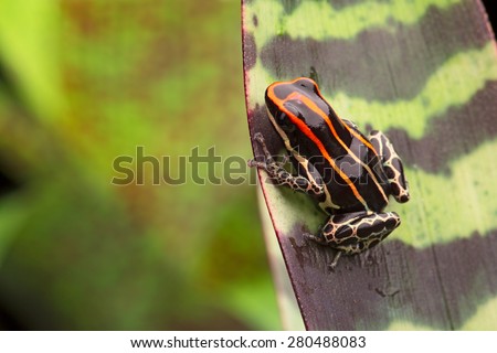 red striped poison arrow frog, Ranitomeya uakarii an beautiful small exotic amphibian from the Amazon jungle in Peru