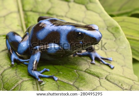 blue poison dart frog, Dendrobates auratus from the tropical rain forest of Panama, a beautiful poisonous rainforest animal