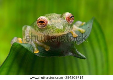 tropical glass frog from Amazon rain forest, Hyalinobatrachium Iaspidiense. Beautiful exotic animal from rainforest with a transparent belly and beautiful eyes