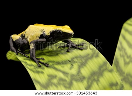 Yellow frog Brazil rain forest, Dendrobates galactonotus. Poisonous rainforest animal, exotic tropical amphibian with warning colors. Poison arrow or dart frogs are terrarium pet animals