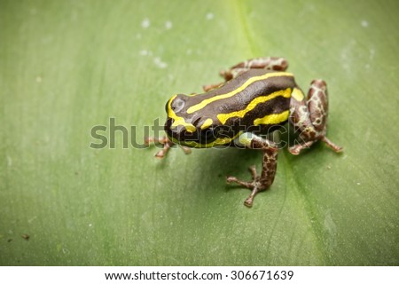 Yellow striped poison dart frog from Amazon rain forest in Peru. Ranitomeya flavovitata. Macro of a smal poisonous tropical animal
