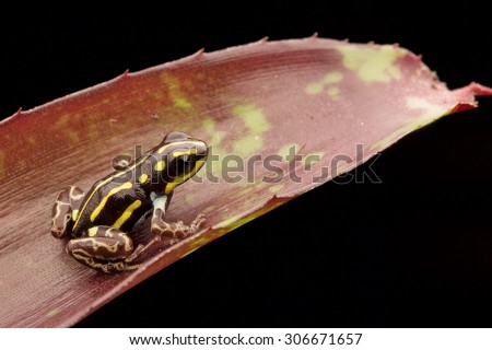 Yellow striped poison dart frog from Amazon rain forest in Peru. Ranitomeya flavovitata. Macro of a smal poisonous tropical animal