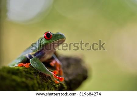 red eyed tree frog Costa Rica tropical rain forest animal, exotic treefrog