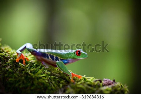 red eyed tree frog Costa Rica tropical rain forest animal, exotic treefrog