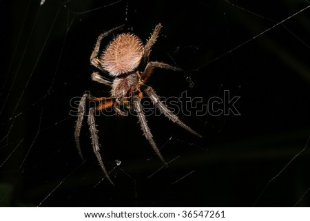 big creepy spider on his web at night in the rain forest hairy spider