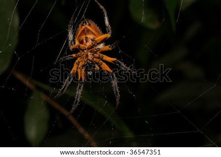 big creepy spider on his web at night in the rain forest