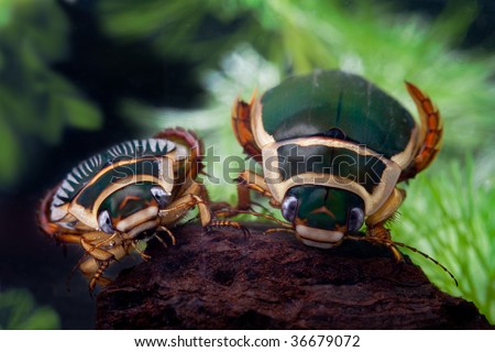 great diving beetle swimming water insect bug underwater male and female animal of freshwater pond  wildlife dytiscus marginalis close up portrait
