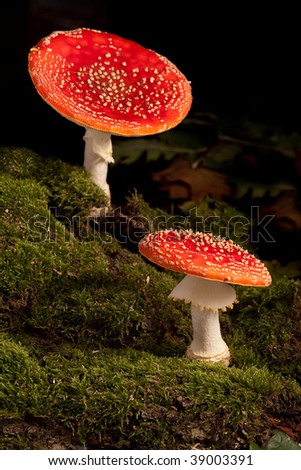 two colorful fly mushrooms Amanita muscaria