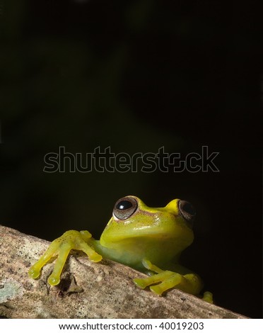green tree frog hypsiboas cinerescens  peeping over branch tropical jungle frog of amazonian rain forest with copy space