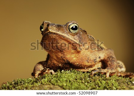 toad rhinella typhonius beautiful eyes big mouth