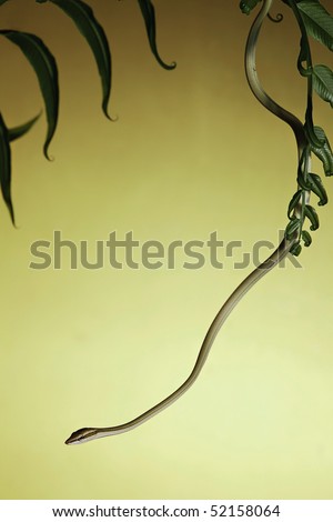 tree snake hangging down from a fern in the tropical rain forest exotic jungle species from the amazon a beautiful animal this reptile a serpent background green yellow with copy space