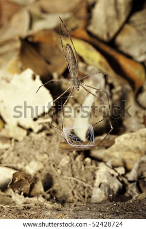 fish net spider with its catch net between the four front legs