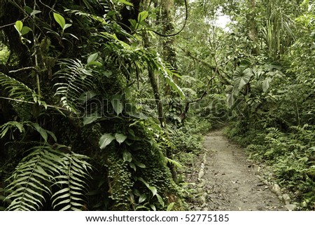 Jungle in Bolivian pre mountain tropical rain forest in Parque Carascu part of amazon basin nice green background copy space trail between evergreen trees