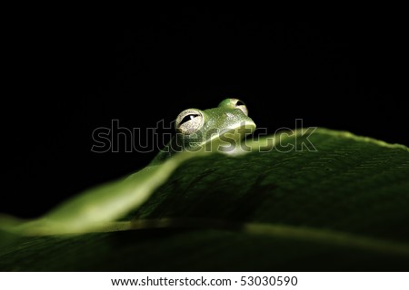 green tree frog hiding behind leaf in tropical rain forest of amazon jungle black background with copy space