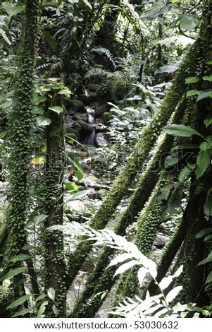 tropical rain forest trees detail evergreen humid amazon forest