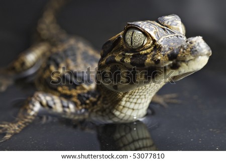 young cayman in water with reflection reptile with beautiful eyes