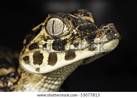 young cayman reptile with beautiful eyes