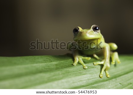 frog amphibian treefrog rainforest branch tropical amazon jungle species background with copy space