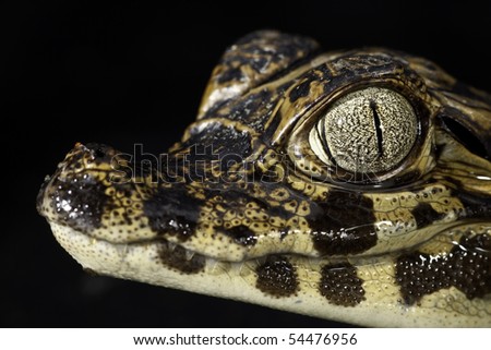 cayman reptile eye detail crocodile