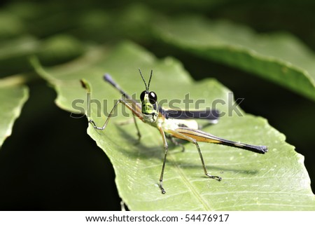 cricket insect pics. insect of tropical forest