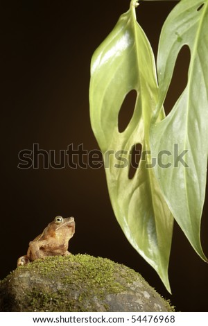 crested toad tropical rainforest amphibian at night with leaf background and copy space