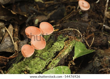 tropical mushroom amazon rain forest