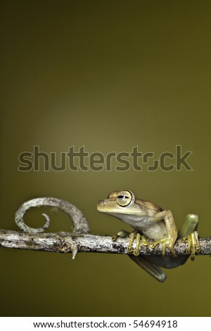 frog amphibian treefrog rainforest branch tropical rain forest tree frog exotic night animal of amazon jungle copy space background