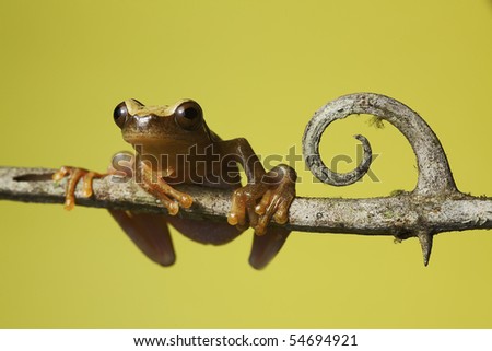 frog amphibian treefrog rainforest branch copy space background