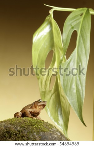 toad frog on stone under leaf tropical amazon rainforest amphibian species background with copy space
