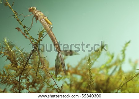 Dragonfly+larvae+food