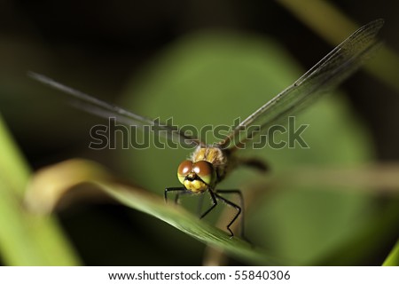 dragonfly close up big red eyes beautiful animal wings diagonal background with copy space insect predator macro