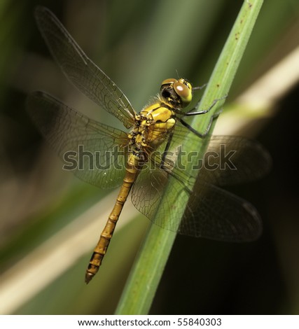 dragonfly insect predator beautiful bug living near ponds close up big eyes beautiful animal wings diagonal background with copy space