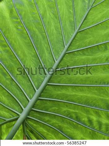 tropical leaf green background texture with copy space veins rainforest palm tree close-up jungle