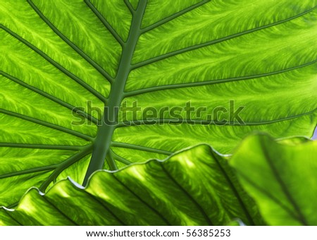 tropical leaf green background texture with copy space veins rainforest palm tree close-up jungle exotic vegetation
