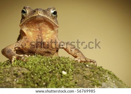 toad rhinella typhonius beautiful eyes big mouth