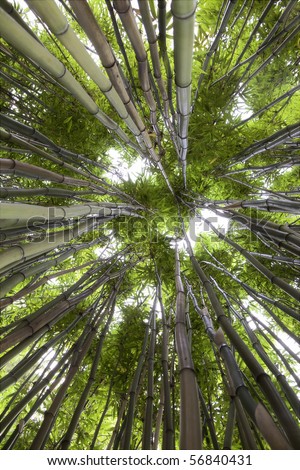 bamboo forest looking up at the sky jungle rainforest background lush vegetation tall grasses in exotic garden lines coming together in center thick stems going up green rain forest background