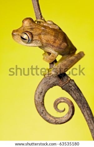 frog amphibian tree frog rainforest branch copy space background treefrog ready to jump tropical amazon jungle amphibian endangered exotic animal