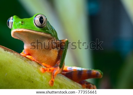 tree frog in Brazil tropical amazon rain forest beautiful night animal and endangered amphibian green frog phylomedusa tomopterna jungle treefrog with bright vivid colors background with copy space