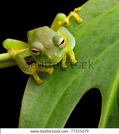 tree frog in Brazil tropical amazon rain forest beautiful night animal and endangered amphibian green frog sitting on green leaf nice background with copy space small glass frog macro