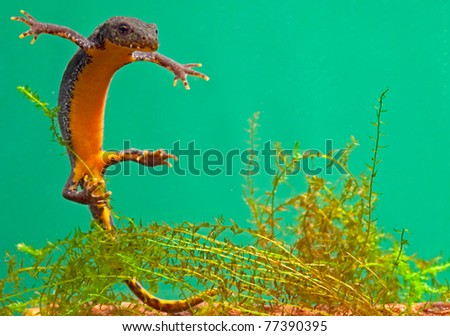 newt swimming under water aquatic animal amphibian of small freshwater ponds endangered species and protected by nature conservation alpine newt Mesotriton alpestris